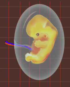 embryo