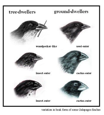 Darwin's finches